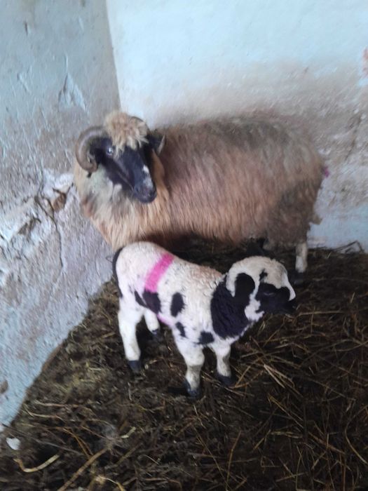 Vând       cinci  oi