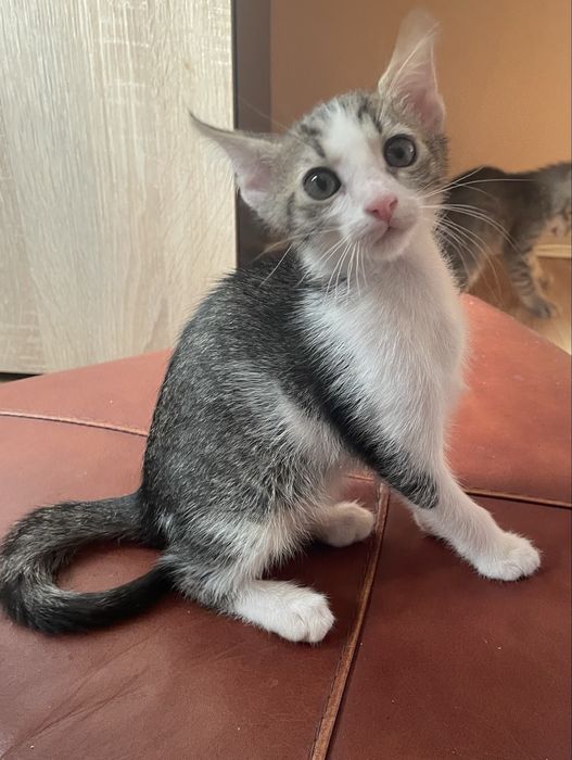 Donez doi motani si 3 pisici , de rasa cu ochii verzi