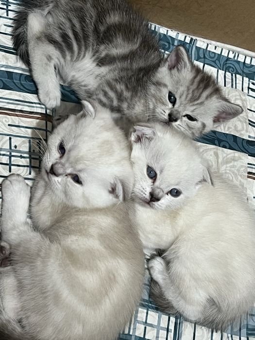 Котята вислоушки