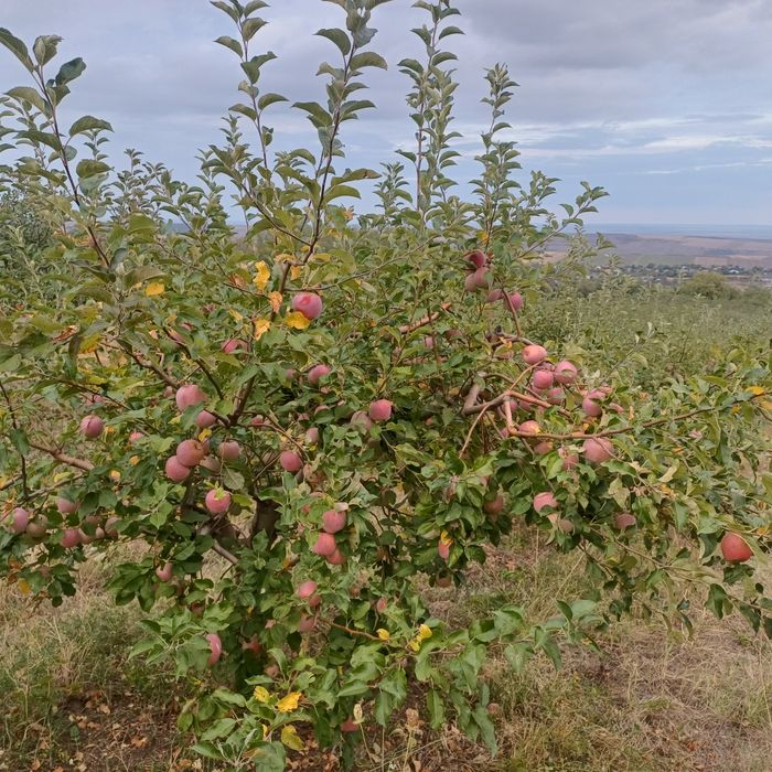 3,5 lei Vând mere Golden delicios și Florina