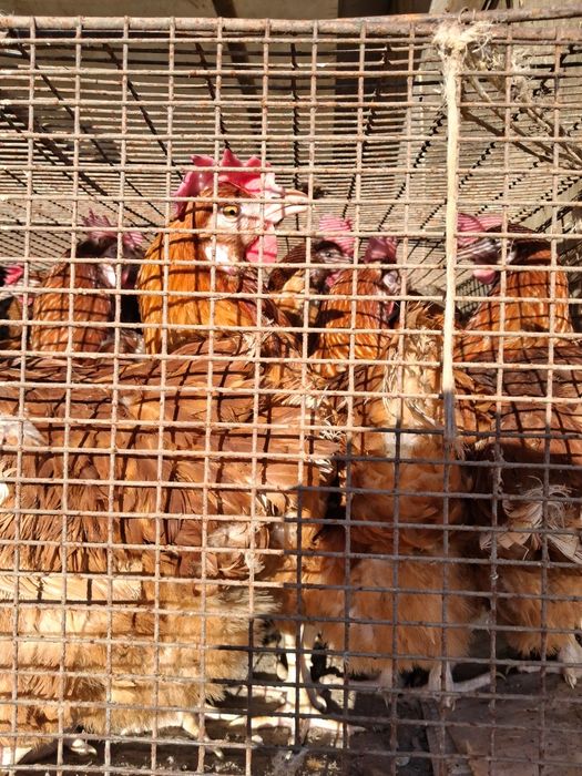 Продажа кур несушек