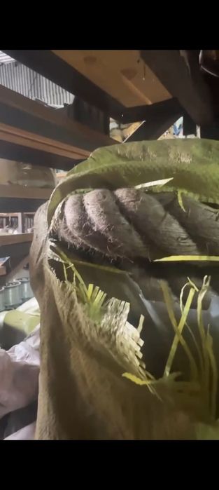 Джутовая веревка