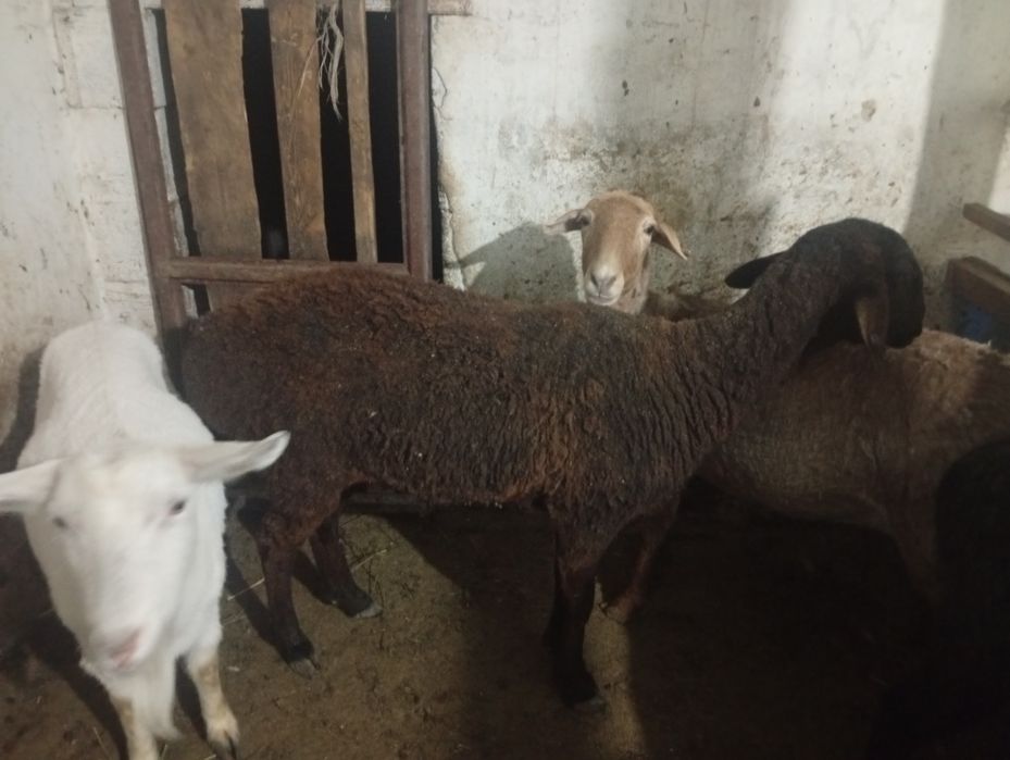 семиз саулық қойлар