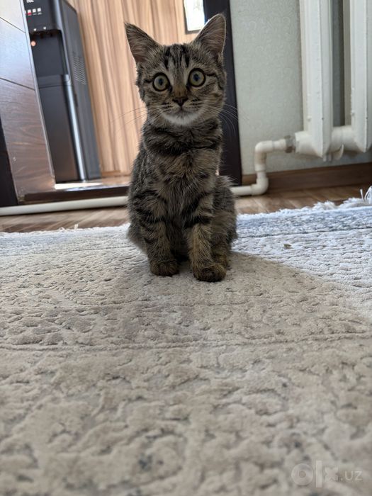 Котенок в добрые руки