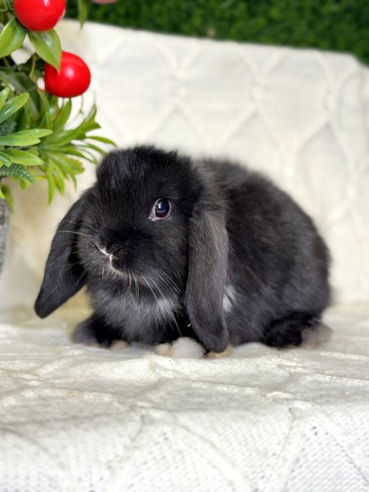 Карликовые кролики. Karlik quyonlar. Quyon Куйон Кролик