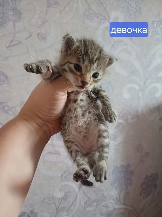 Котята метисы отдам