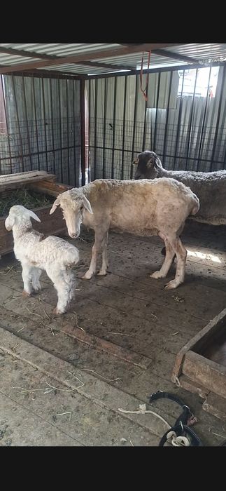 Кой, баран, токты