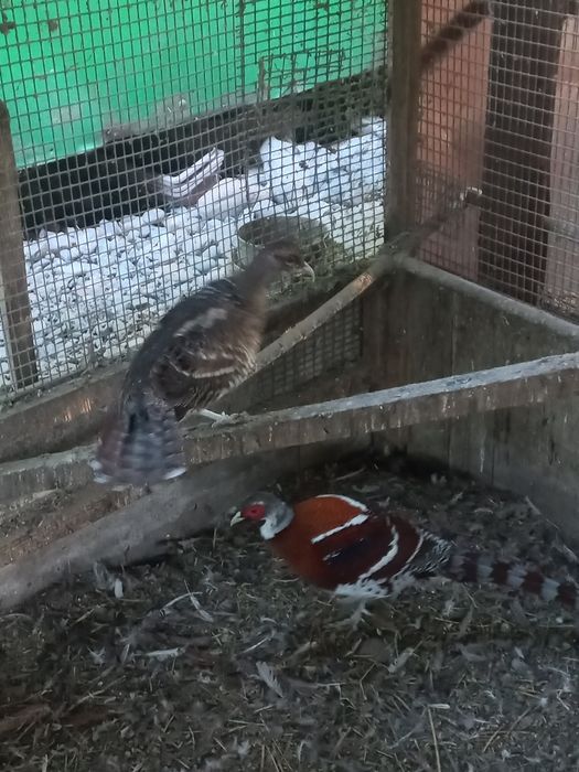 Фазаны элиот продам