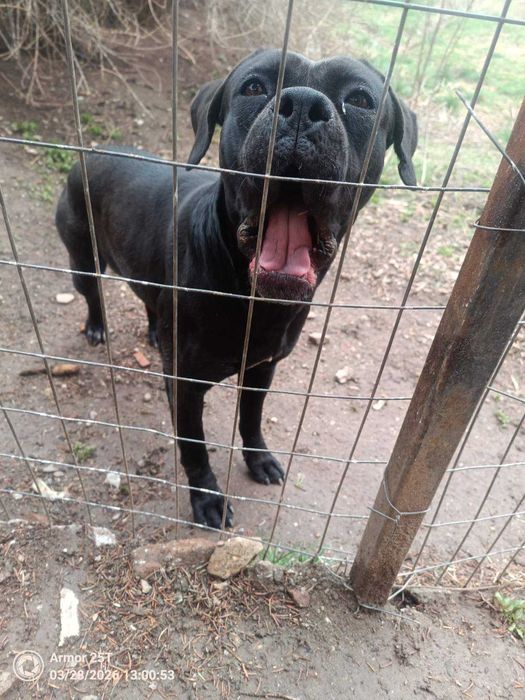 Спешно: Кане корсо търси дом