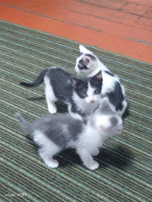 Отдат котят в добрые руки
