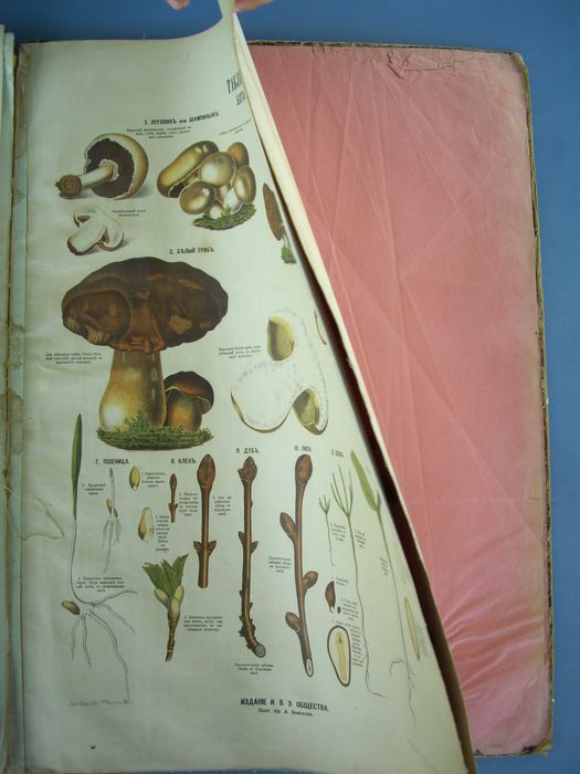 1881 Голям руски Анатомичен атлас