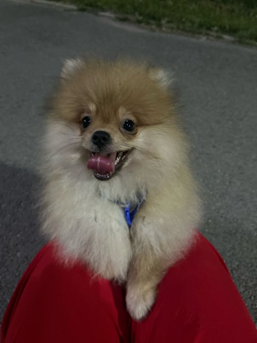 Щенок шпиц 5 месяцев