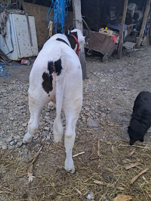 Vand 6 vitei buni si frumosi