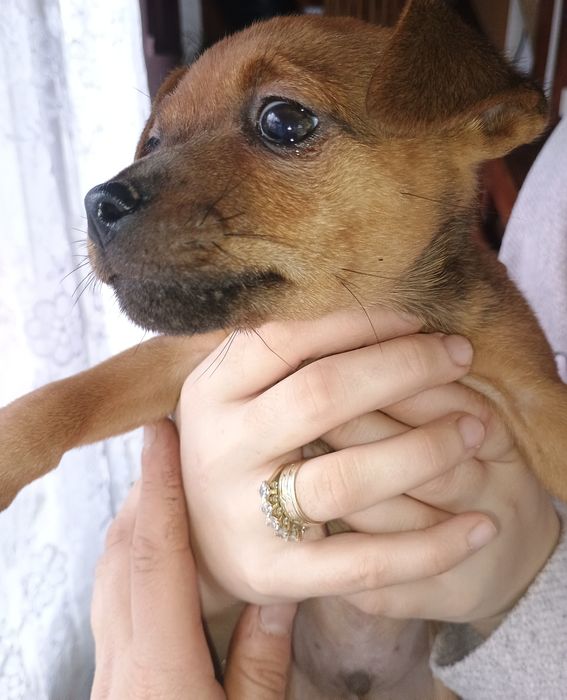 Продавам Мъжки Пинчер с ваксина и паспорт