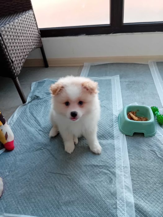 Мъжко Кученце Померан