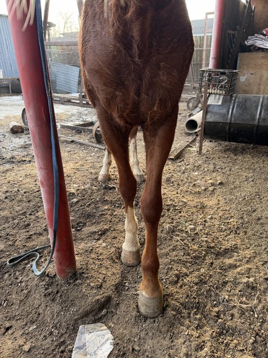 Англо-араб байтал