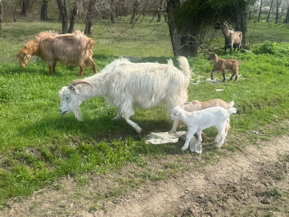 Vand capre 3 capre si 6 iezi