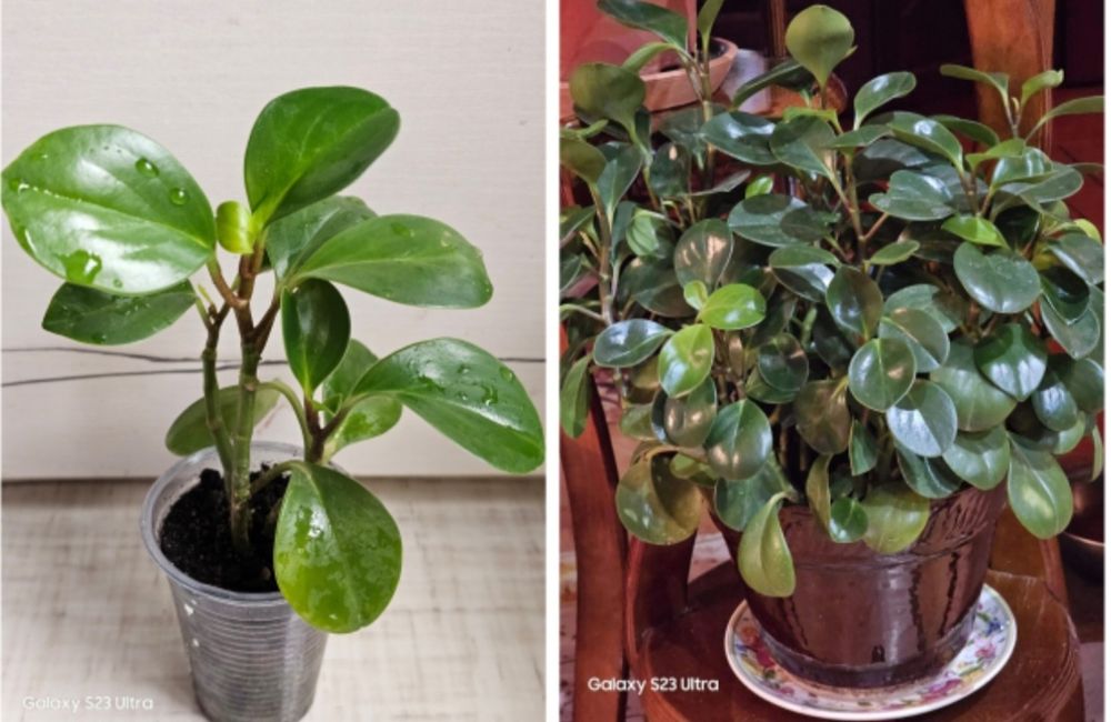 Комнатные цветы, неприхотливые