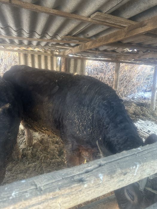 Продам 2 быка алатау