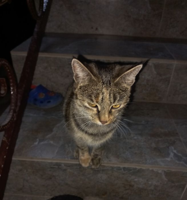 Отдам котят в хорошие руки