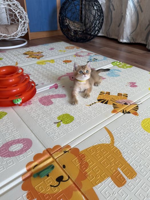 Шиншиллы разных оттенках