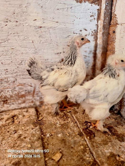 De vanzare pui Brahma hd