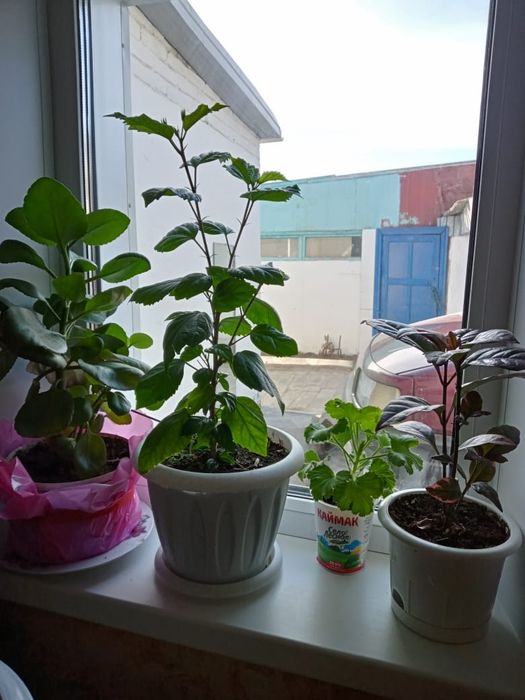 Продам комнатные растения