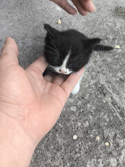 Отдам котят, бесплатно.