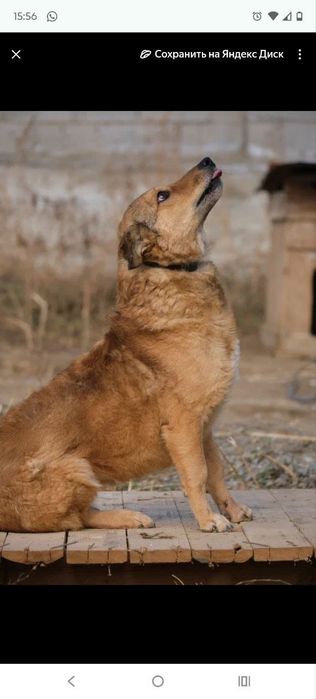 кОмпаНьеНы сТорожа ОхраНиики