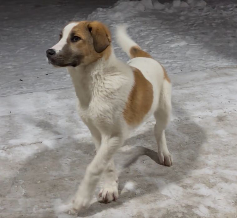 Отдам добрые руки алабай 5 месяцев