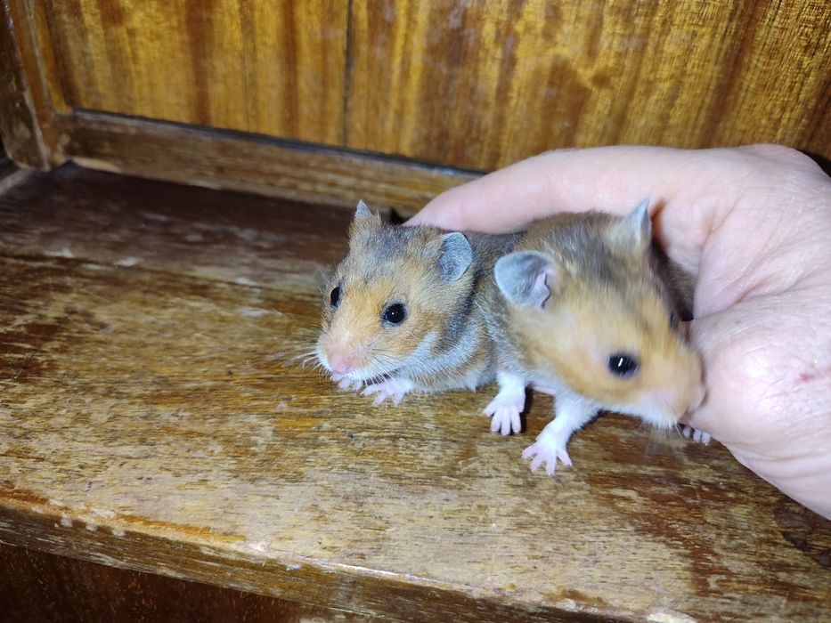 Две хомяка сирийские молодые самки Смотрите 6 фото Читайте описании