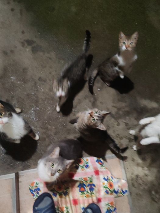 Donez pui de pisică  rasă comună