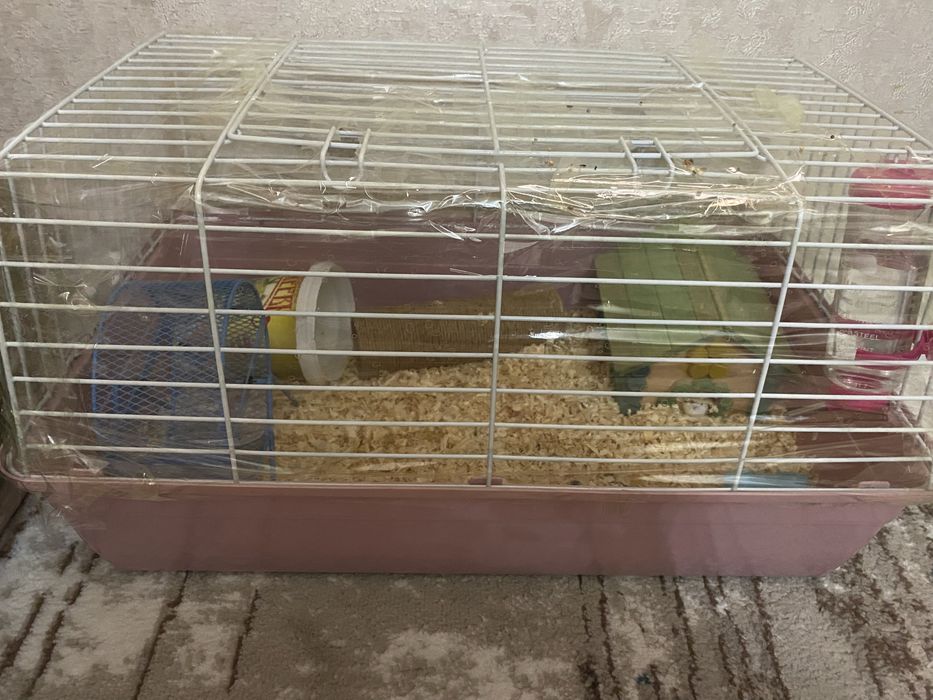 продам хомяка с клеткой