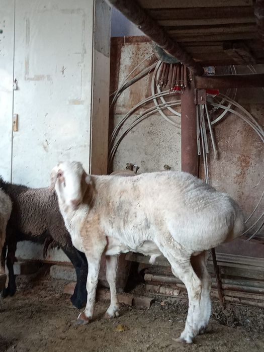 Бағылған семіз Қошқар сатылады.