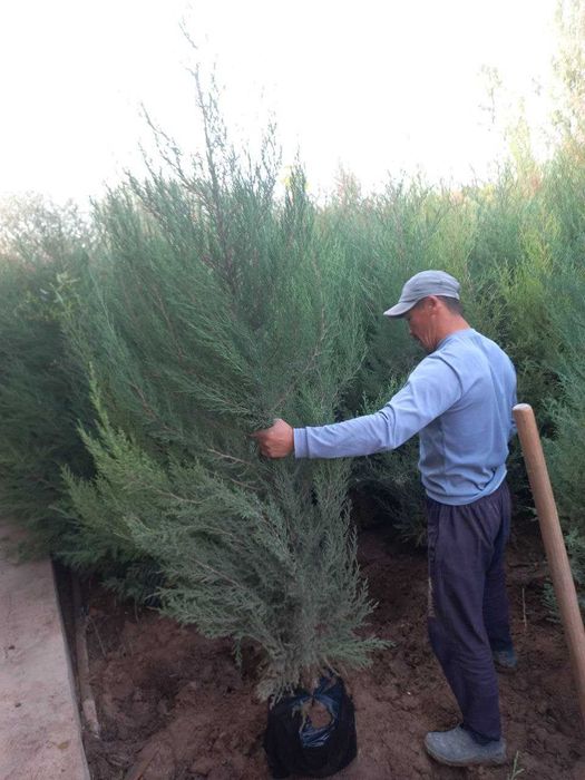 Можжевельник кучатлари сотилади срочно