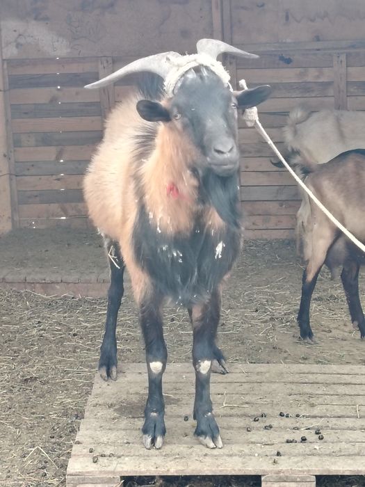 Әлпи чех теке сатылады