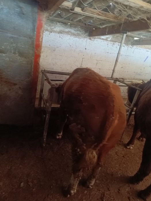 Продам 1.5 годовалых быков