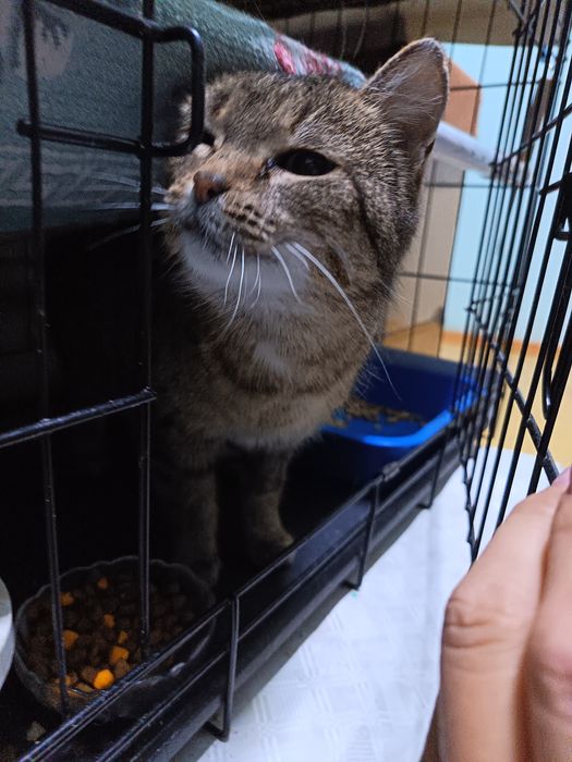 Отдам в добрые руки