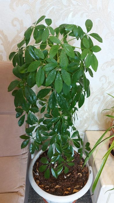 Шеффела. Высота 1 метр.