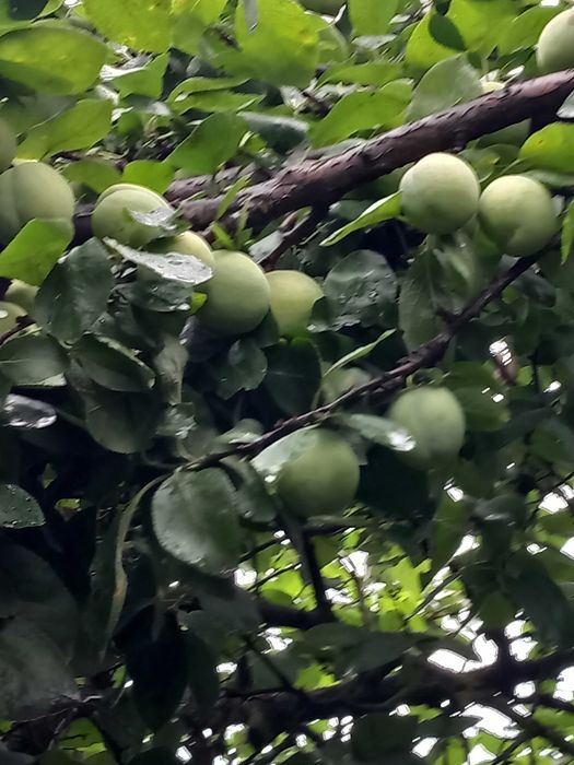 vand prune galbene Renclod
