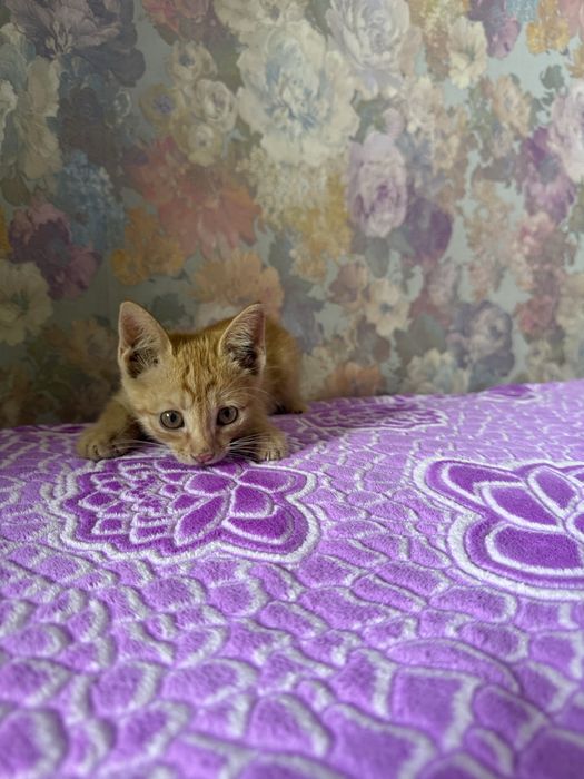 Котенка девочка в добрые руки!!!
