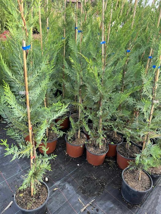 Лейландски кипарис