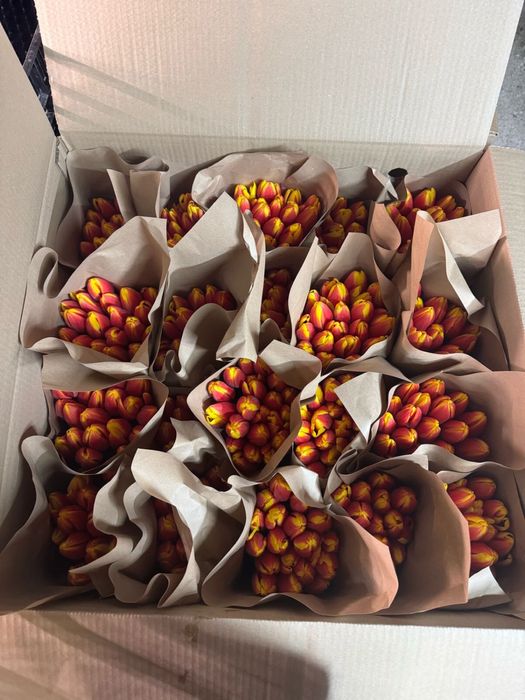 Тюльпаны к 8 Марта