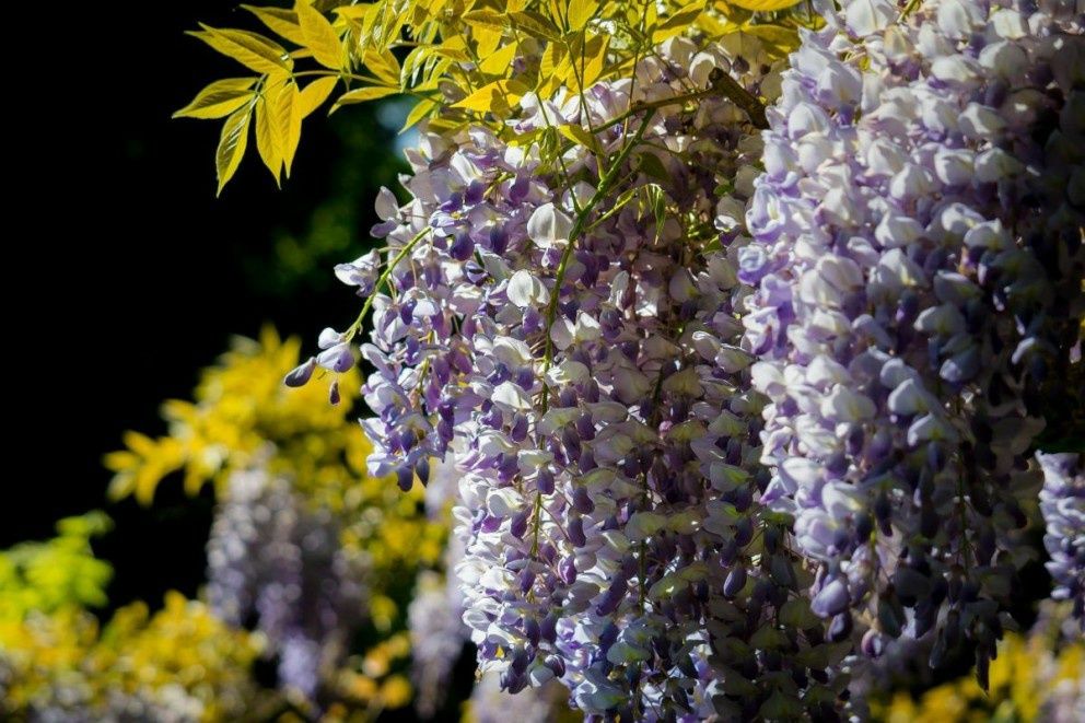 Wisteria (GLICINA )