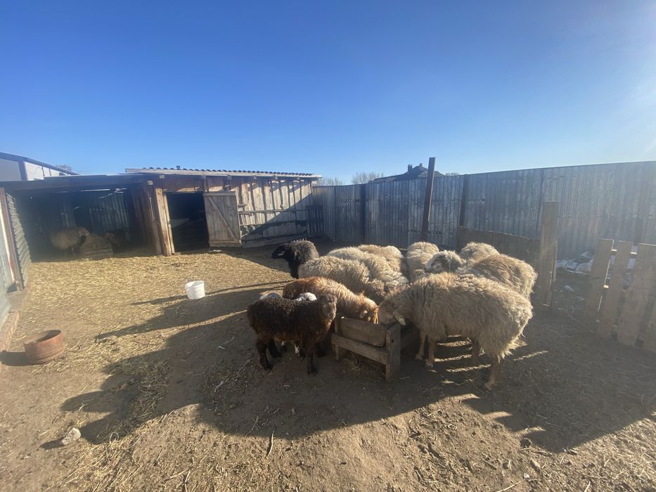 Продам баранов продам