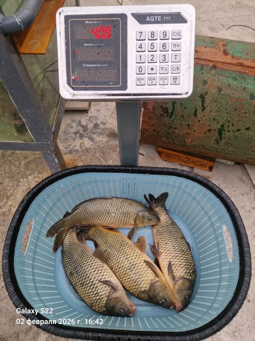 Уй шароитида бокилган Баликлар