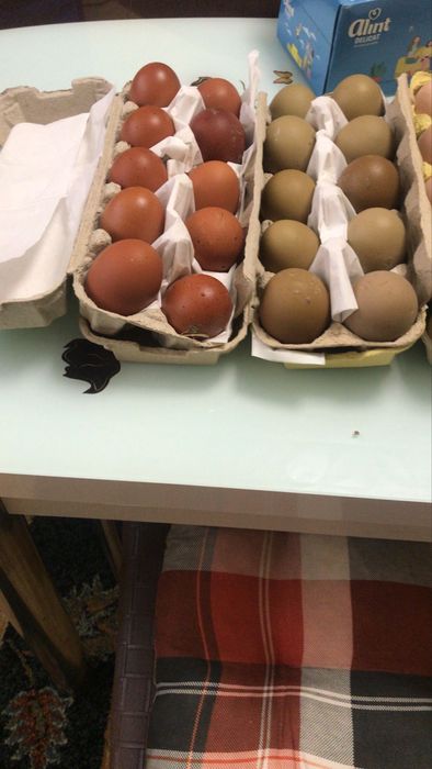 Vand oua olive pentru incubat