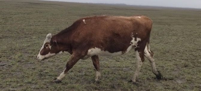 Продам КРС, МРС,   Іри мал, кой сатамын