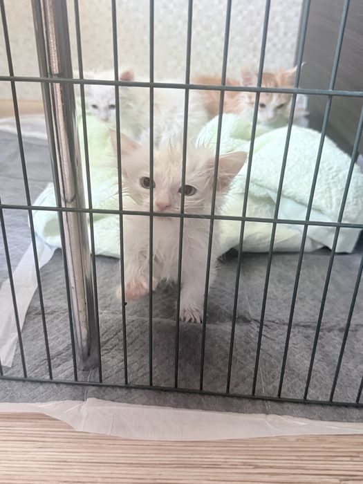 Отдам Котят в хорошие руки