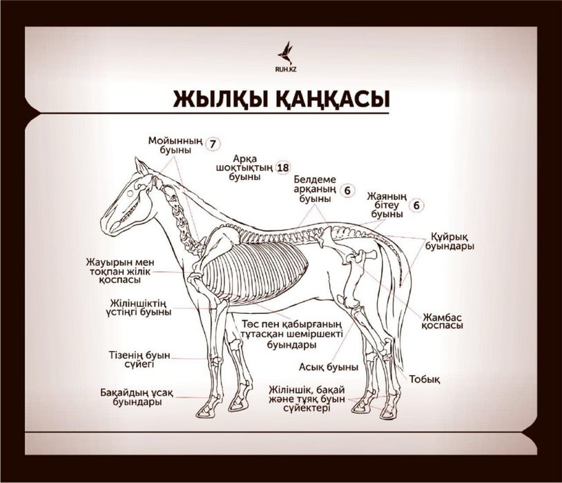 Жылқы еті соғым